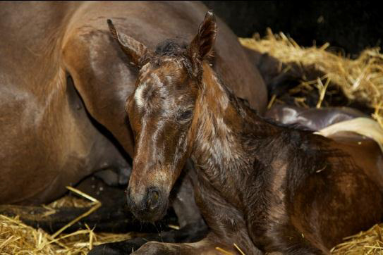 Foaling 