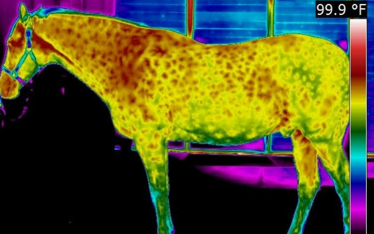Thermography Image of horse side
