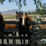 Yearlings hanging out at the fence line.