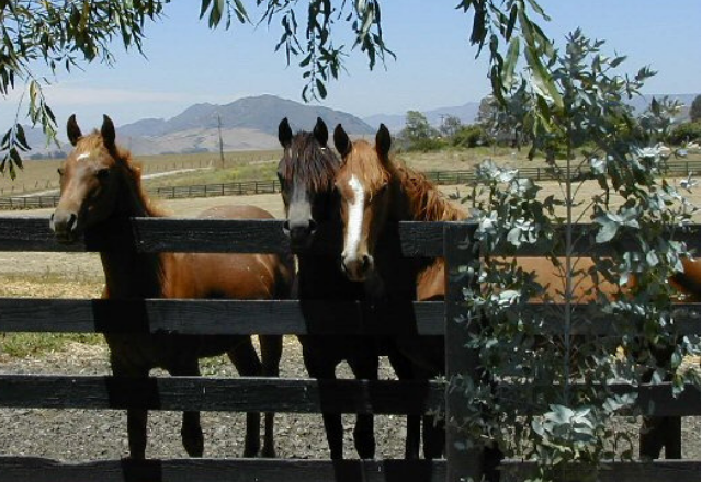 Yearlings hanging out at the fence line.