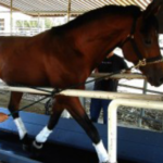 Rehabilitation work on treadmill