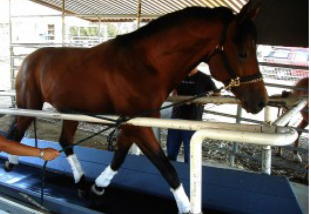 Rehabilitation work on treadmill