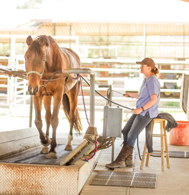 Rehabilitation Center The Equine Center