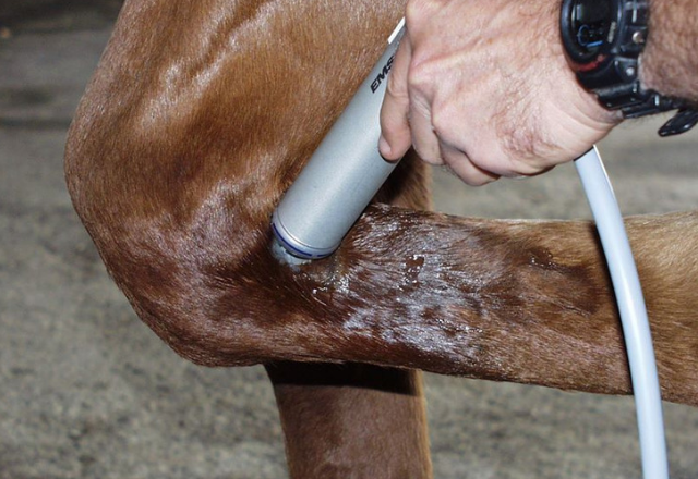 Shock wave therapy cheap for horses