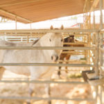 Happy horses in their pens.