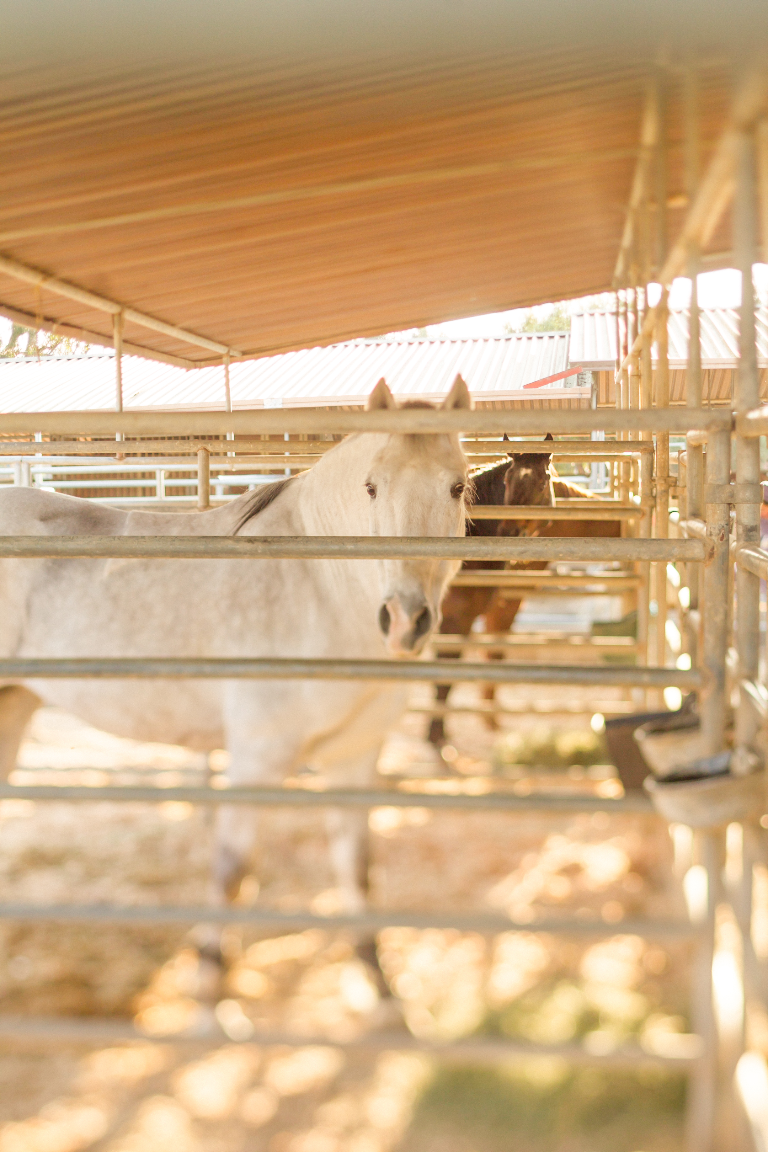 Happy horses in their pens.