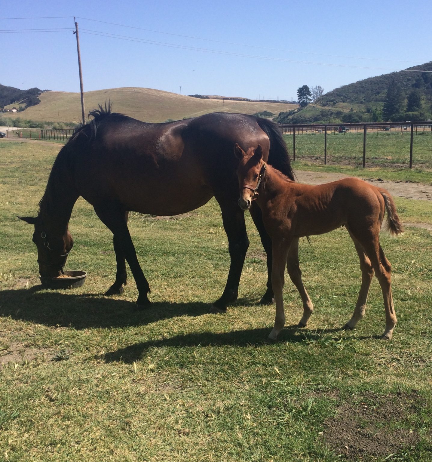 Reproduction/Breeding – The Equine Center