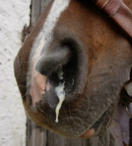 The Nose Knows: What Equine Nasal Discharge Tells Us – The Horse